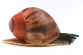 Archachatina marginata ssp Cameroon 5 juvenil